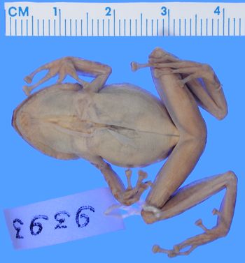 Media type: image; Herpetology A-9393